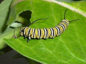 How to keep your landscape garden healthy - keep insect out of plants